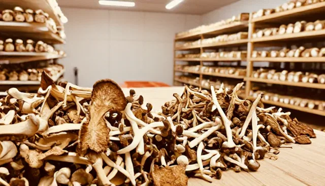 食用菌干货使用维护中的常见问题与处理方法